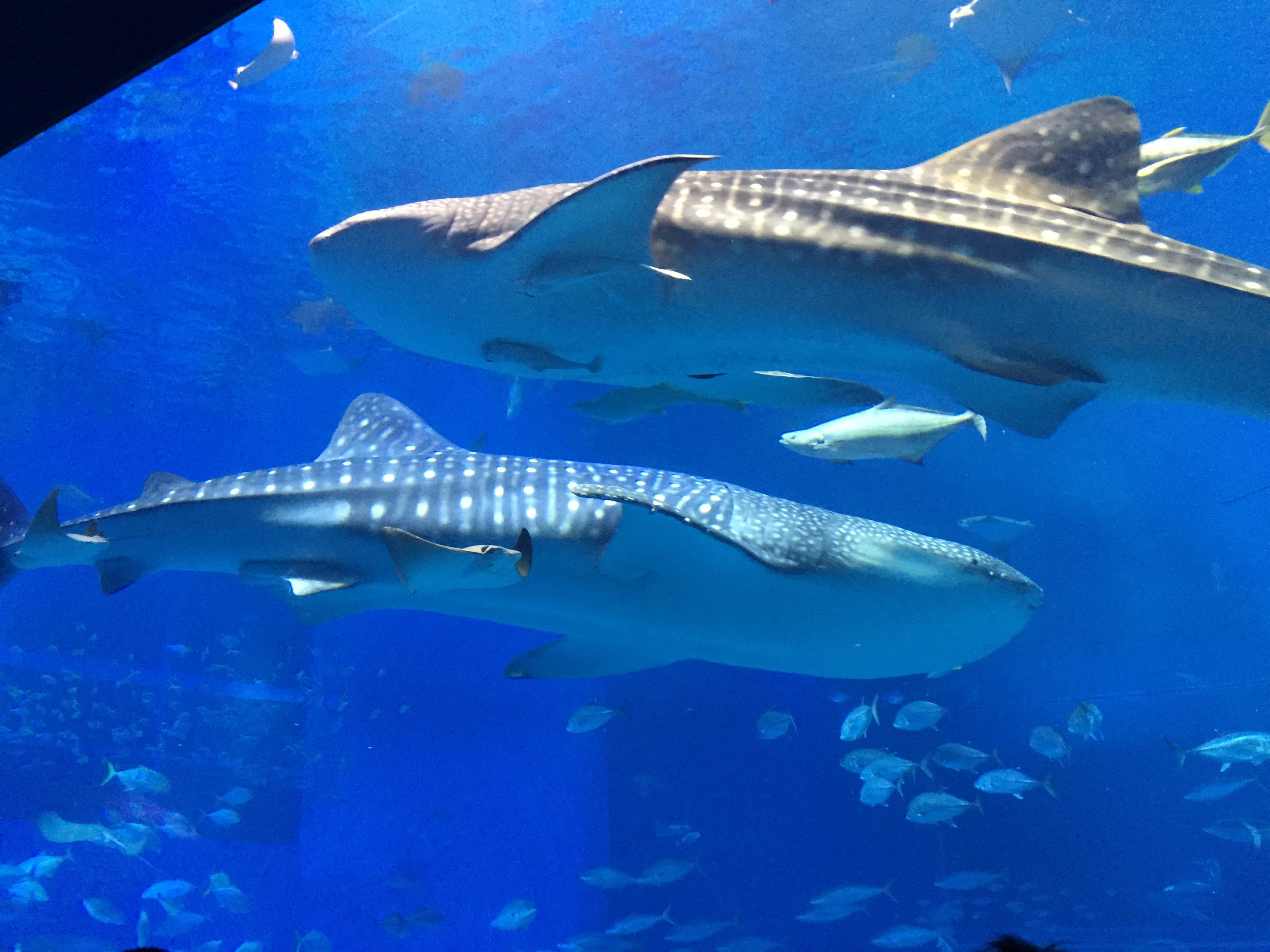 2016-01-22 14.53.40.jpg