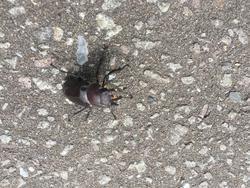 2017-08-15 13.30.22.jpg