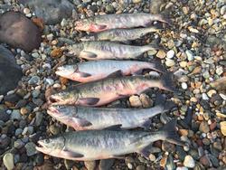 2017-10-05 06.25.08.jpg