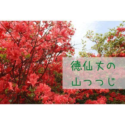 徳仙丈の 山つつじ.jpg