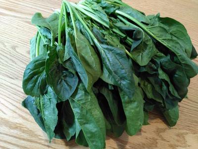 ほうれん草・上から.jpg