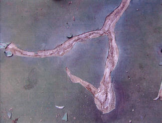 汚れや亀裂が走っていたベランダ床。