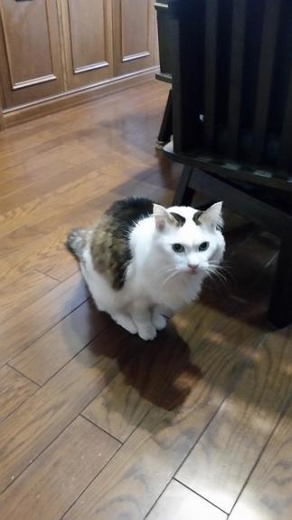 愛猫も大喜び(=^・^=)