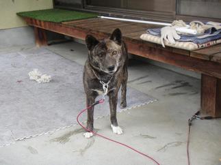 可愛いワンちゃん！！『私の為の工事です！』