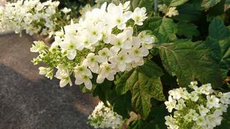 お庭にはエレガントな「カシワバアジサイ」。洋風で素敵な雰囲気を醸し出してくれます。