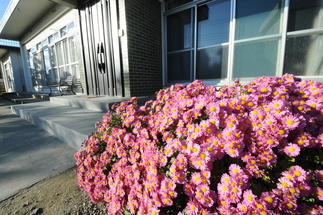 秋に満開だった菊のお花。この時期に合わせてくれたかのようです。