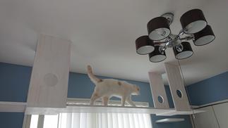キャットウォークを歩く猫ちゃん