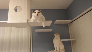 キャットウォークとキャットステップでくつろぐ猫ちゃん