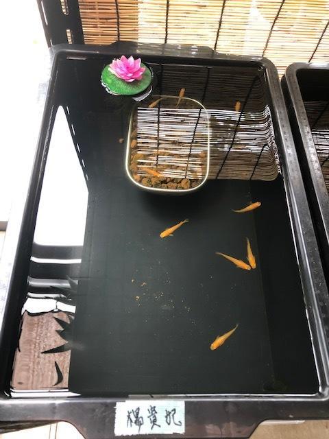 メダカIMG_7230.jpg