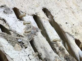 シロアリってすごい！