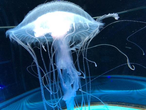 iOS の画像 (7).jpg