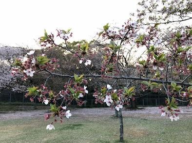 Photo 2018-04-03 18 26 56.jpg