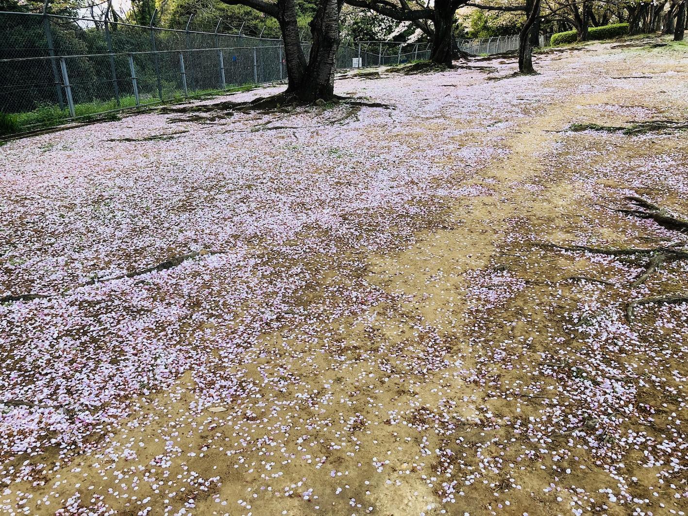 Photo 2018-04-03 18 27 55.jpg