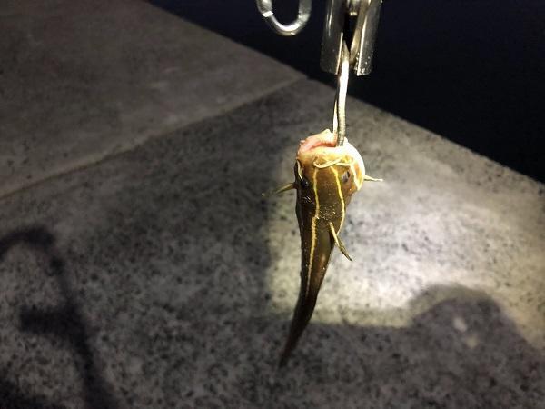 iOS の画像 (12).jpg