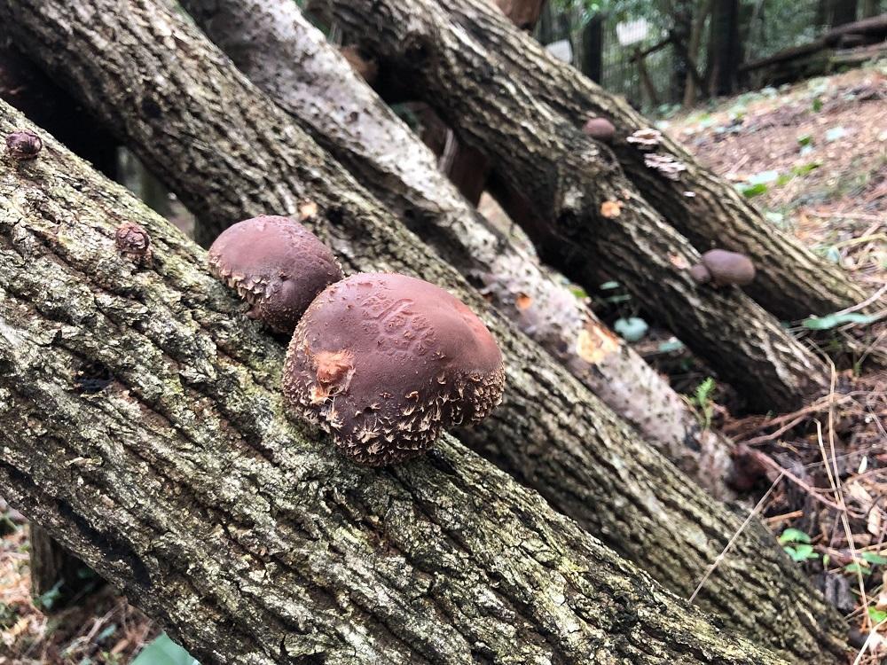 iOS の画像 (9).jpg