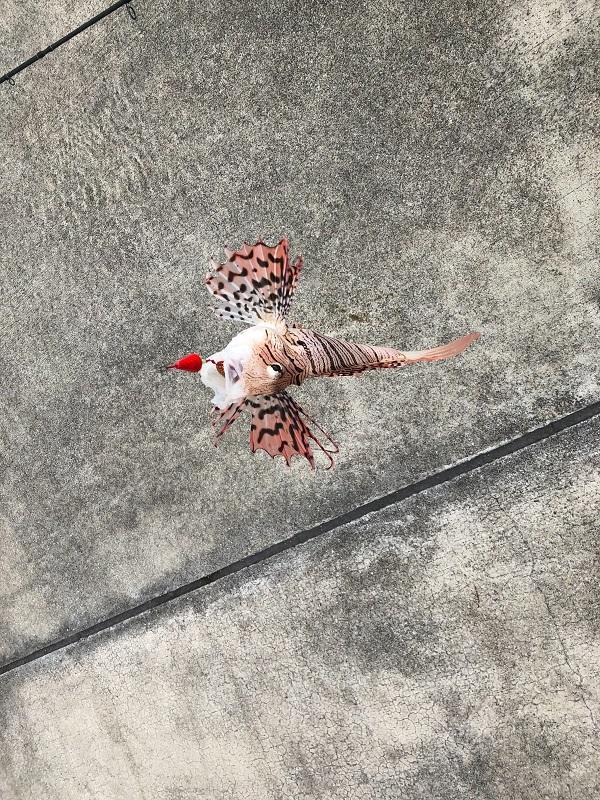 iOS の画像 (23).jpg