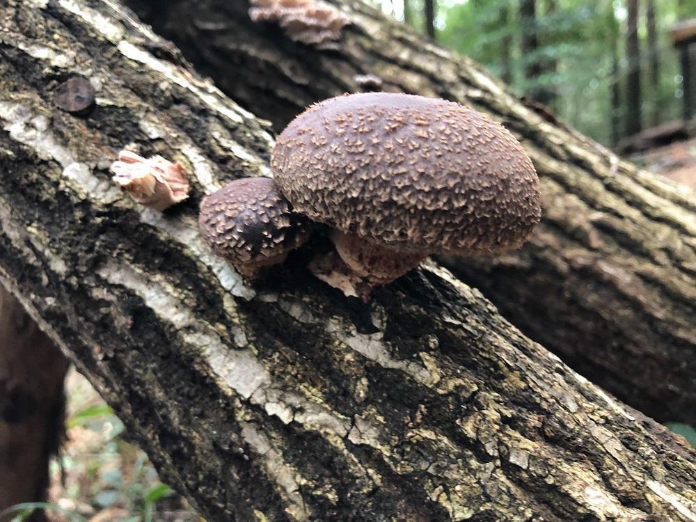 iOS の画像 (8).jpg