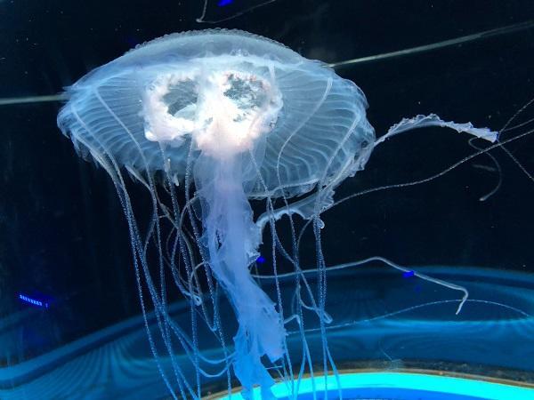 iOS の画像 (6).jpg