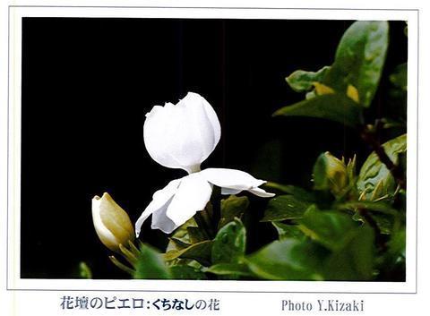 くちなしの花.jpg