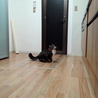 直接触れる床は天然木材で気持ち良く