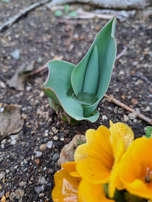 チューリップ芽小.jpg
