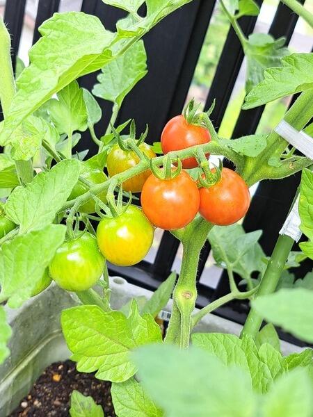 トマト②_150138 (1).jpg