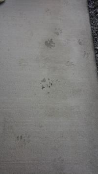 猫の足跡.jpg