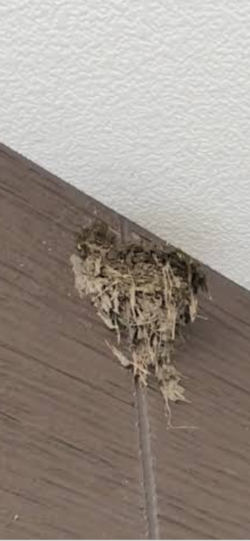 ツバメの巣.png