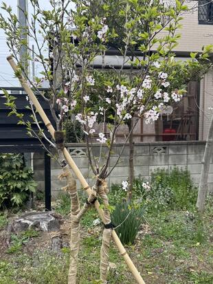 【埼玉県三郷市】N様宅 害虫の猛威を克服し、再生を果たした「希望のサクラ」