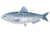 いわし.png
