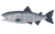 鮭.png