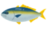 鰤.png