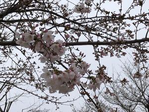 錦糸公園桜まつり2.jpgのサムネイル画像