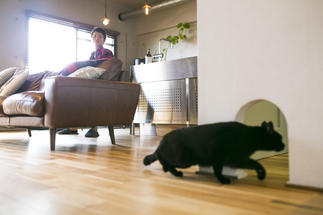 ドアが閉まっていても安心、キャット専用トンネル