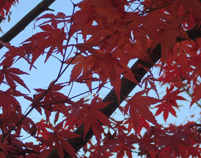 momiji_up_201911.jpg