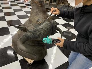 アメリカンバイソンの角補修（ウレタンコーキングNE色）