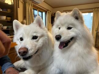 お客様宅のサモエドちゃん(笑)