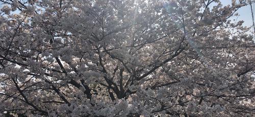 iOS の画像 (4).jpg