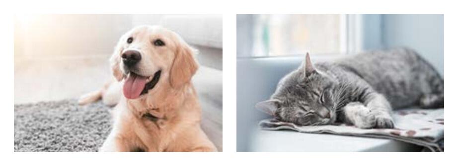 13_ペット_犬猫_結合.jpg