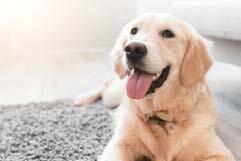 11_ペット_犬.jpg