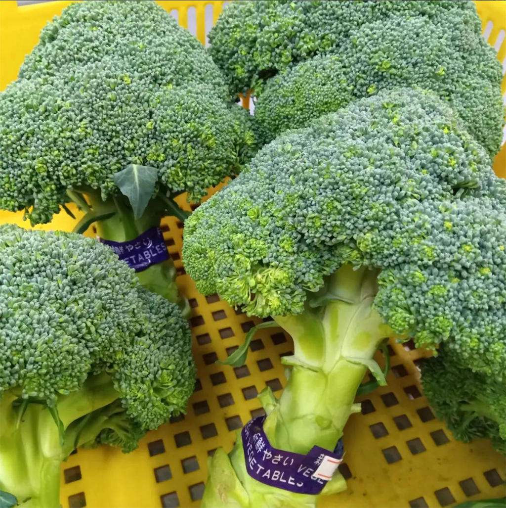 ブロッコリー_1.jpg