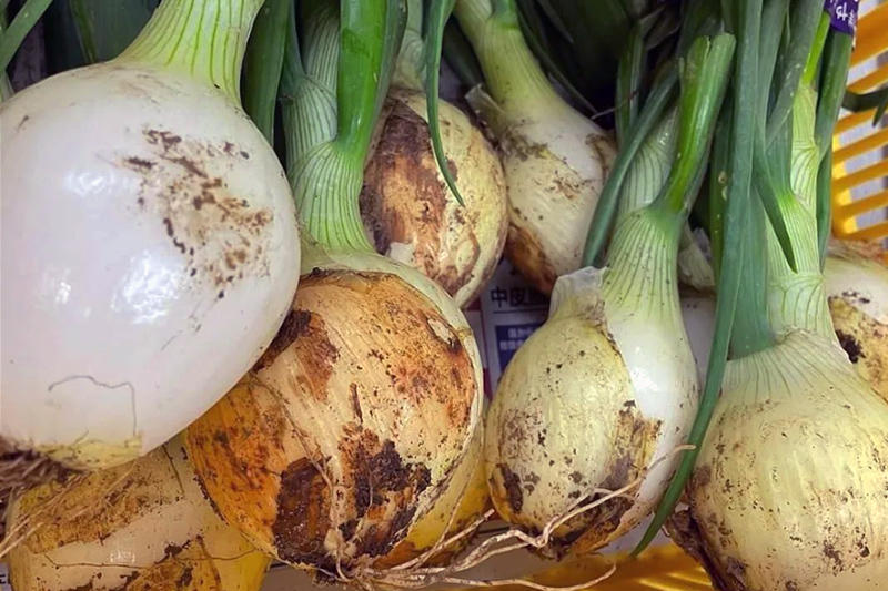 球ネギ.jpg