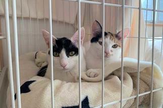 工事を見守る猫ちゃん