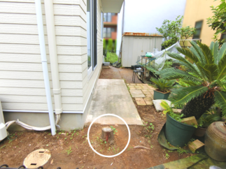 ⑥伐採した木の幹は要注意