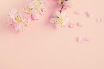 桃の花画像2.jpg