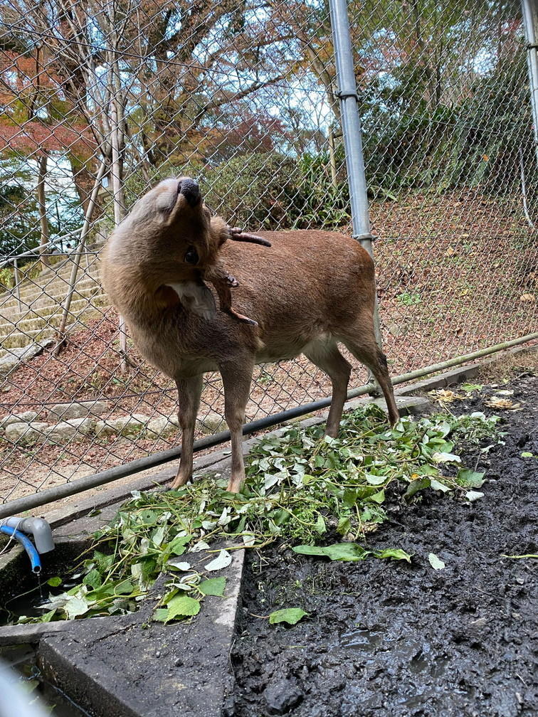 iOS の画像 (5).jpg