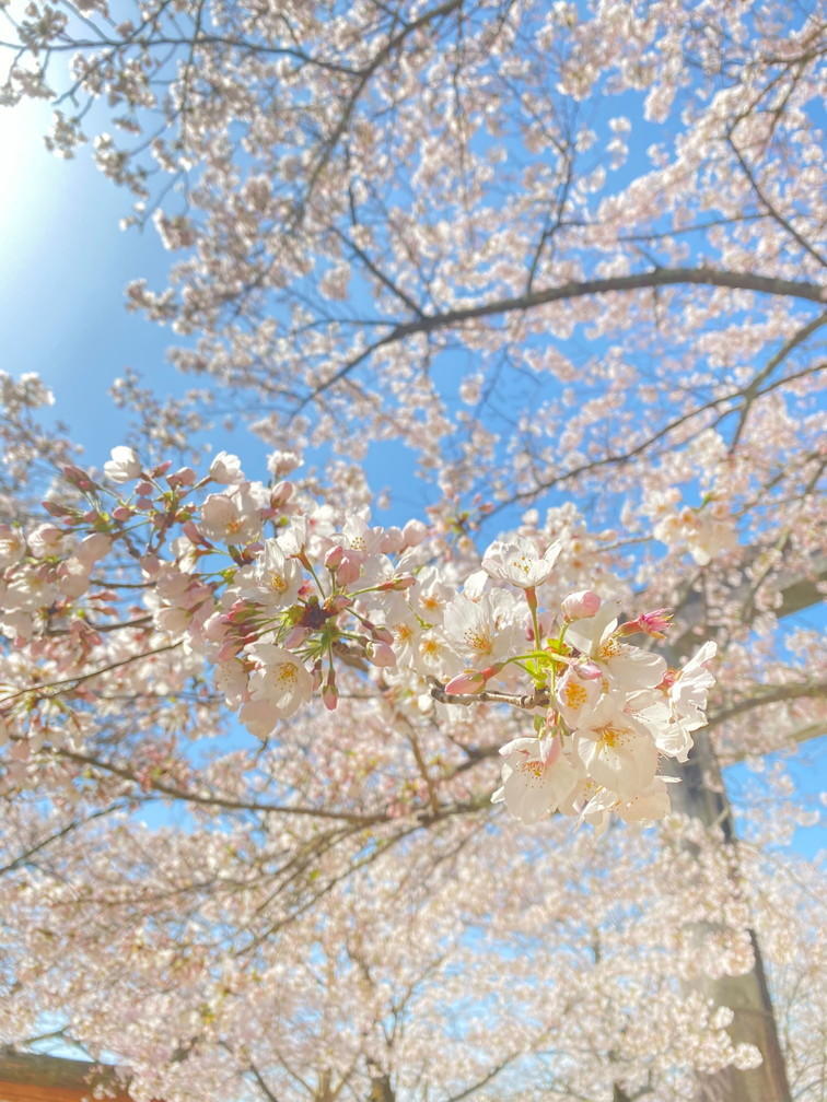 iOS の画像 (1).jpg