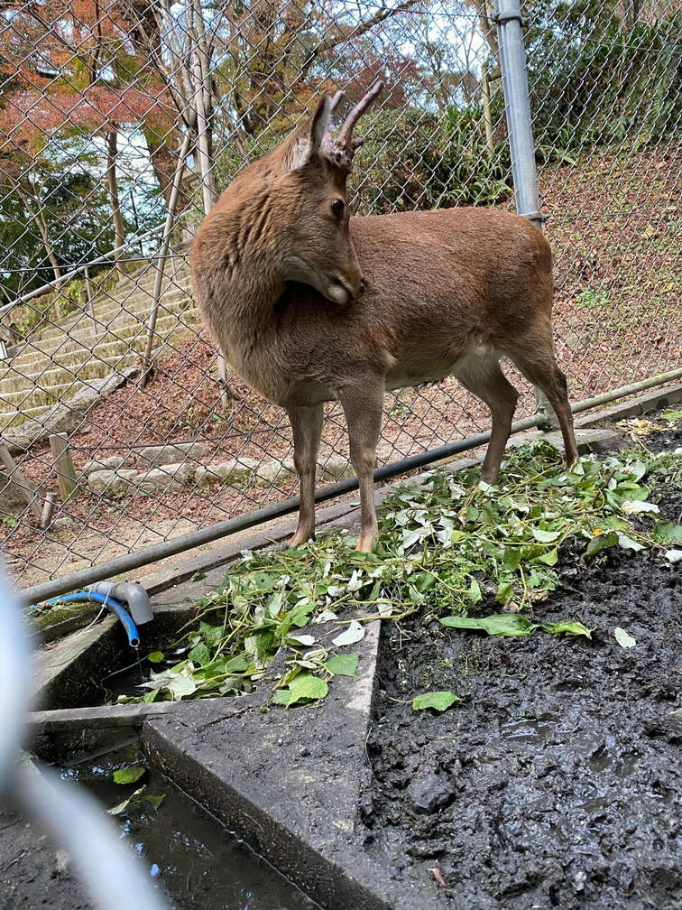 iOS の画像 (4).jpg