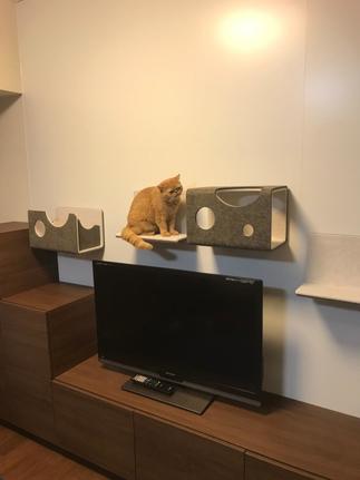 猫に楽しんでほしい！