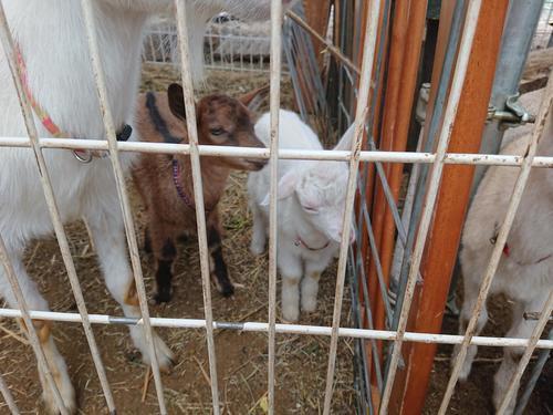 なかよしこやぎ